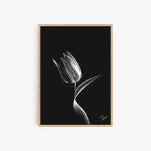 Load image into Gallery viewer, TULIP
