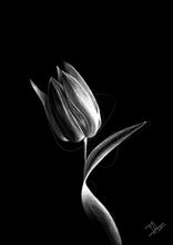 Load image into Gallery viewer, TULIP
