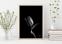 Load image into Gallery viewer, TULIP
